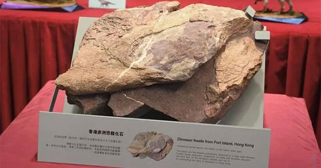 Hong Kong (China) first discovered dinosaur fossils
