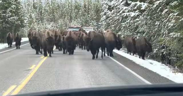 Horrified driver encounters 150 bison spilling onto the road