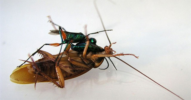 Horrifying Emerald Wasps, Nightmares with Cockroaches