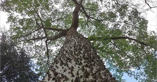 Horror plants contain poison so strong that monkeys do not dare to climb, touch blind eyes!
