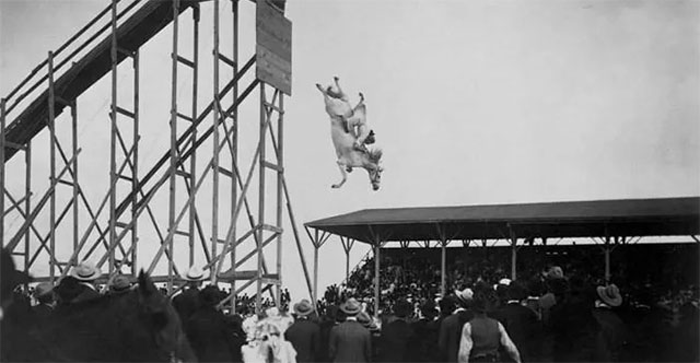 Horse Diving: A Dangerous, Cruel Sport in the 19th Century