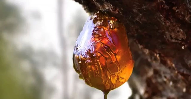 How amber creates exquisite fossils that preserve Earth's history