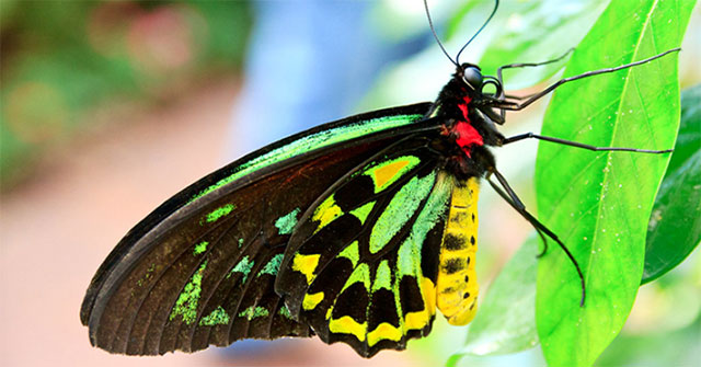 How are butterflies and moths different?