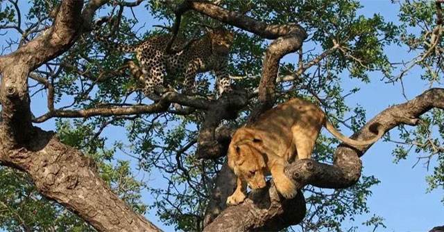 How can leopards live in Africa despite being chased by lions?