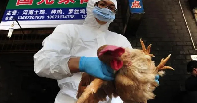 How dangerous is H3N8 bird flu to humans?