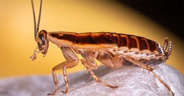 How did German cockroaches invade the world?