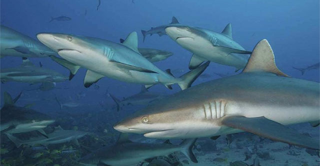 How did sharks survive the extinction disaster?