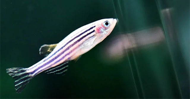 How did the fish sent into space by China adapt?