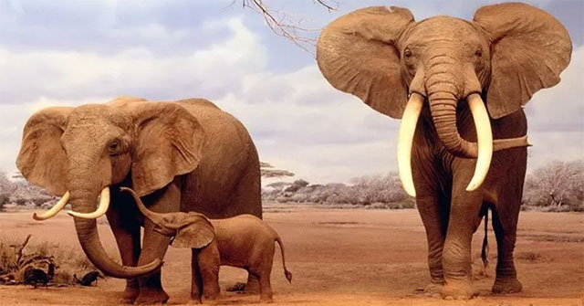 How do animals find a mate and maintain the breed?
