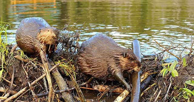 How do beavers build giant dams?
