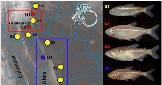 How do cave fish survive in an oxygen-deficient environment?