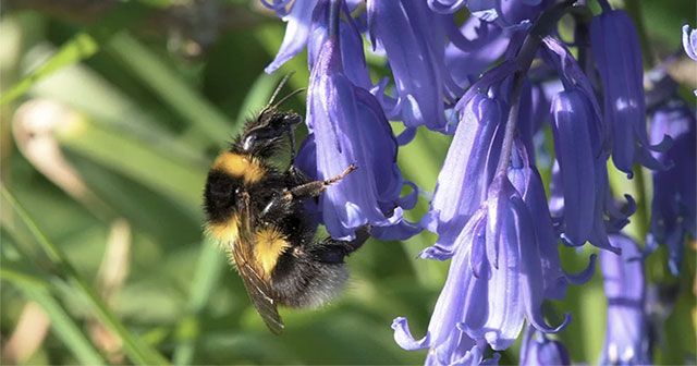 How do insects find pollen?