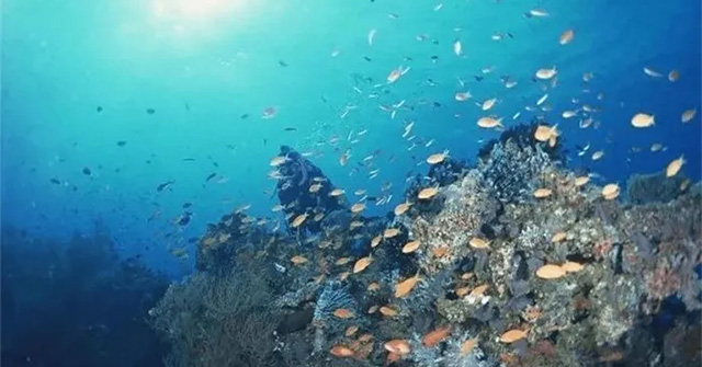 How do marine animals drink filtered water?