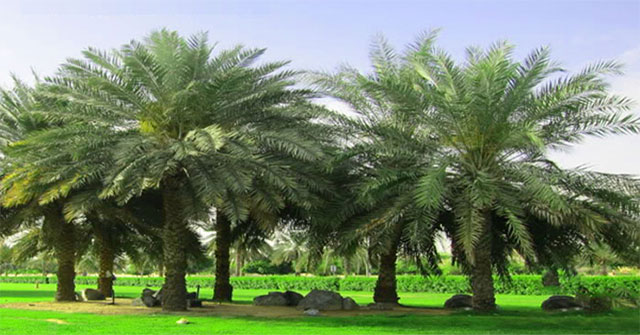 How do palm trees survive hurricanes and tornadoes?