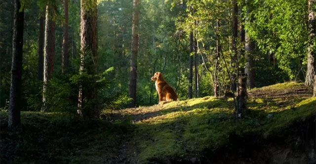 How do stray dogs find their way home?