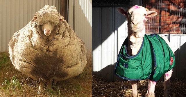 How does a sheep deal with its wool if it is not sheared by humans?