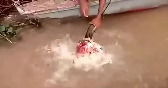 How fast can Piranha 'meat' a cow's head?