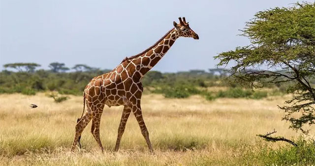 How have animals evolved to become special?