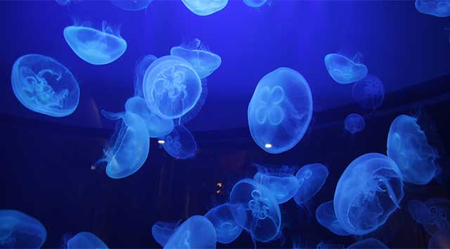How jellyfish stings and how to treat jellyfish stings