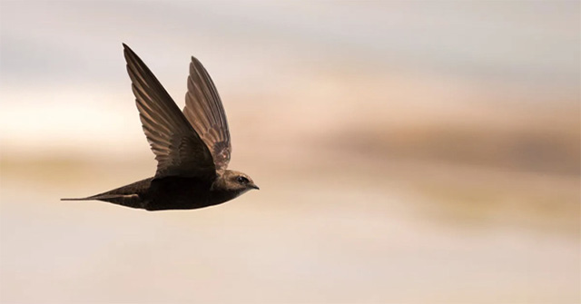 How long can a bird fly without landing?