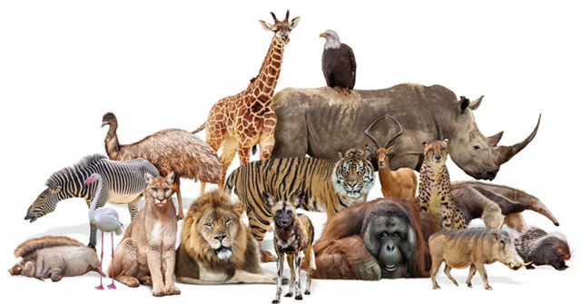 How many animals have ever existed on Earth?