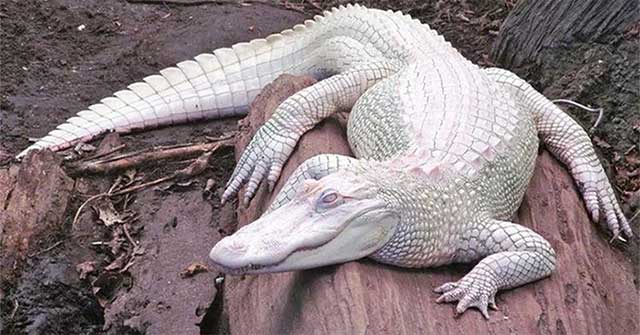 How rare are albino crocodiles?