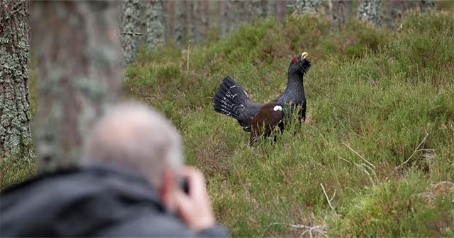 How social media is threatening rare animals and plants?