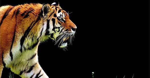 How terrifying was the fighting power of the primitive tiger?