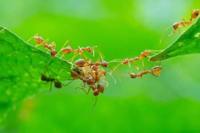 How the Ancient Chinese Control Pests