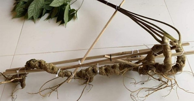 How to distinguish Ngoc Linh ginseng and Lai Chau ginseng