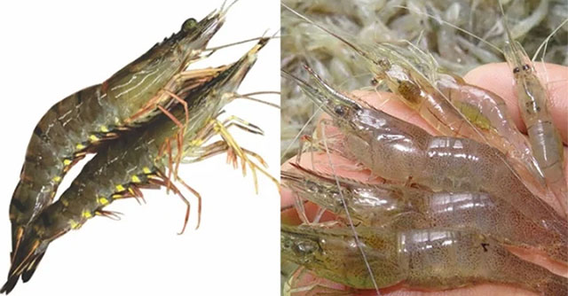How to distinguish shrimp and prawn