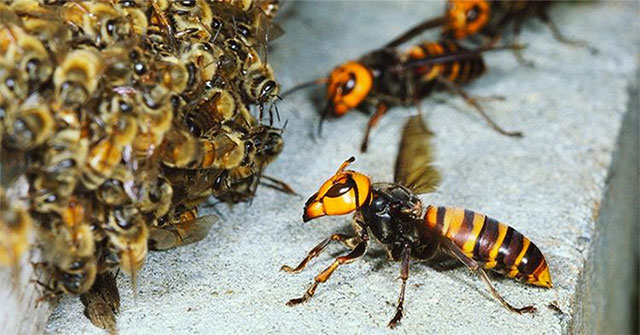 How unmatched are hornets when just 30 of them are enough to 'clean up' 30,000 honey bees in just 3 hours