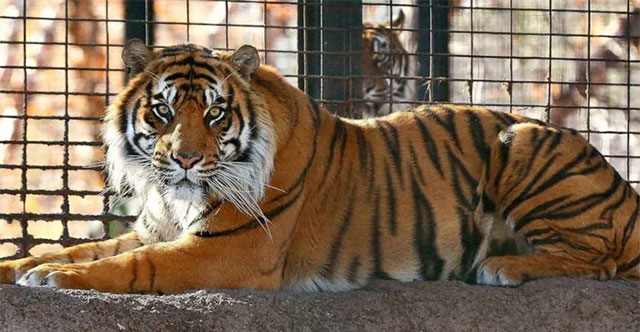 How will dead tigers in zoos be handled?