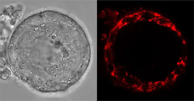 Human egg cells can live up to 50 years