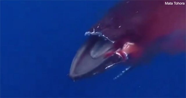 Humpback whale in pain after ferry crashes into jaw