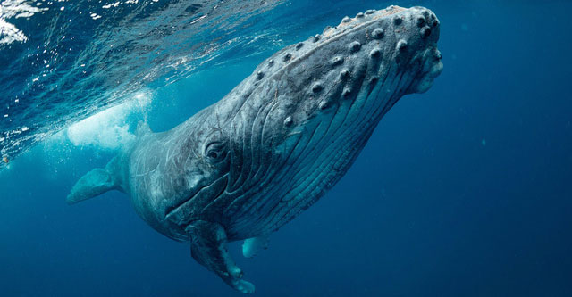 Humpback whales know how to 'learn' complex songs from different regions