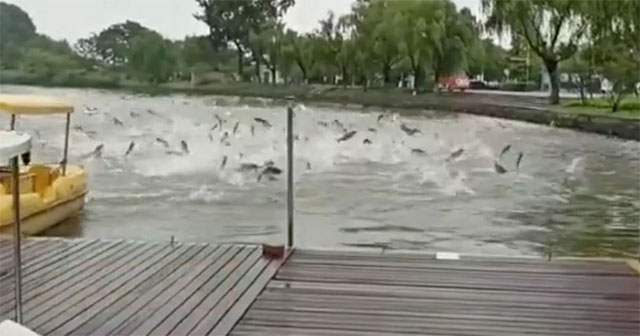 Hundreds of fish jumped out of the lake in China, what happened?