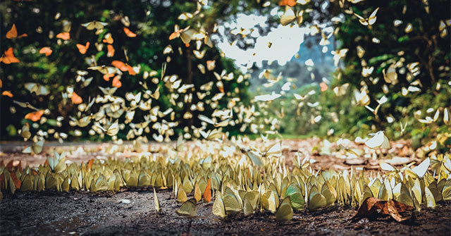 Hundreds of millions of butterflies create a picturesque scene