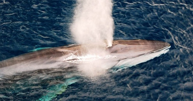 Iceland grants permission to kill 426 whales