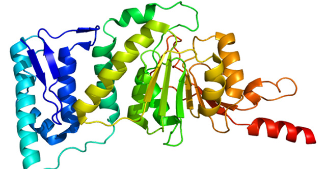 Identified enzyme that helps sperm production for life