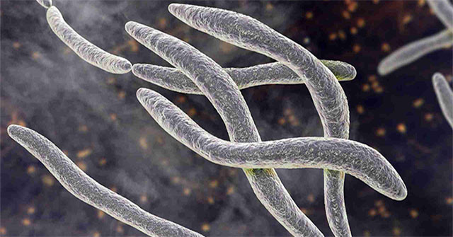 Identifying the deadly link between oral bacteria and cancer