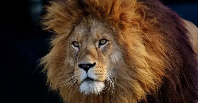 If a person is allergic to cats, are they also allergic to lions?