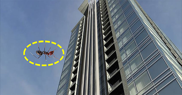 If you drop an ant from the 63rd floor, will it die?