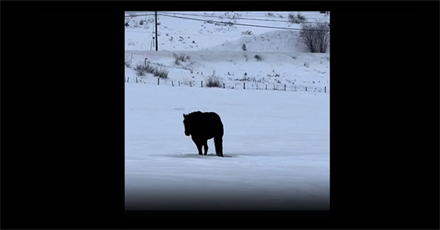 Illusion video causes netizens to debate: Is the horse moving closer or farther away?
