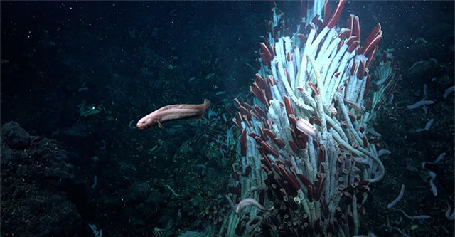 Images of the 'underground world' just discovered at the bottom of the sea