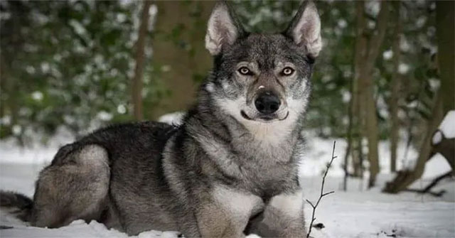 Impressed with the dog that looks exactly like the wild wolf