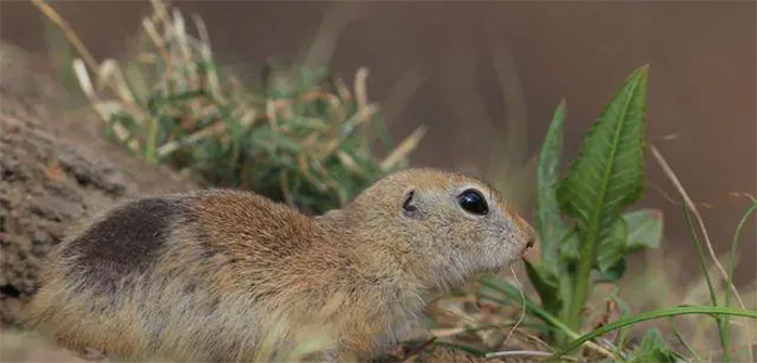 In 1994, 300,000 Chinchilla mice suddenly committed suicide, experts pointed out the painful truth