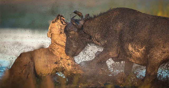 In some cases, this is the animal that can kill lions in the wild.