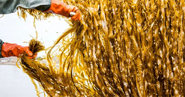 In the future, we can eat seaweed instead of animal meat