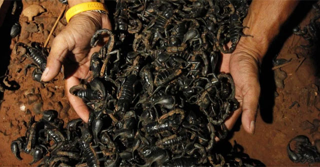 Indiana Jones was right: The bigger the scorpion, the more harmless it is